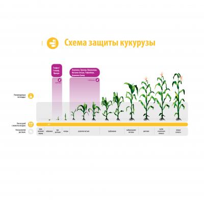 Схема защиты кукурузы